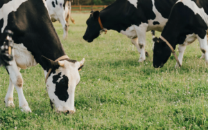 Cow grazing in grass - Organic vs. Grass-Fed: What Customers Want Food & Beverage Brands to Know